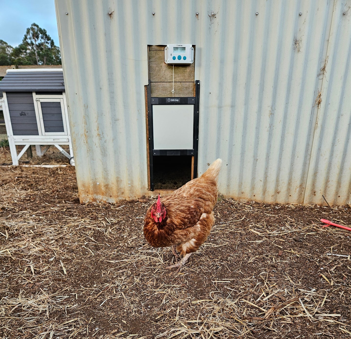 Safe Coop® automatic chicken door