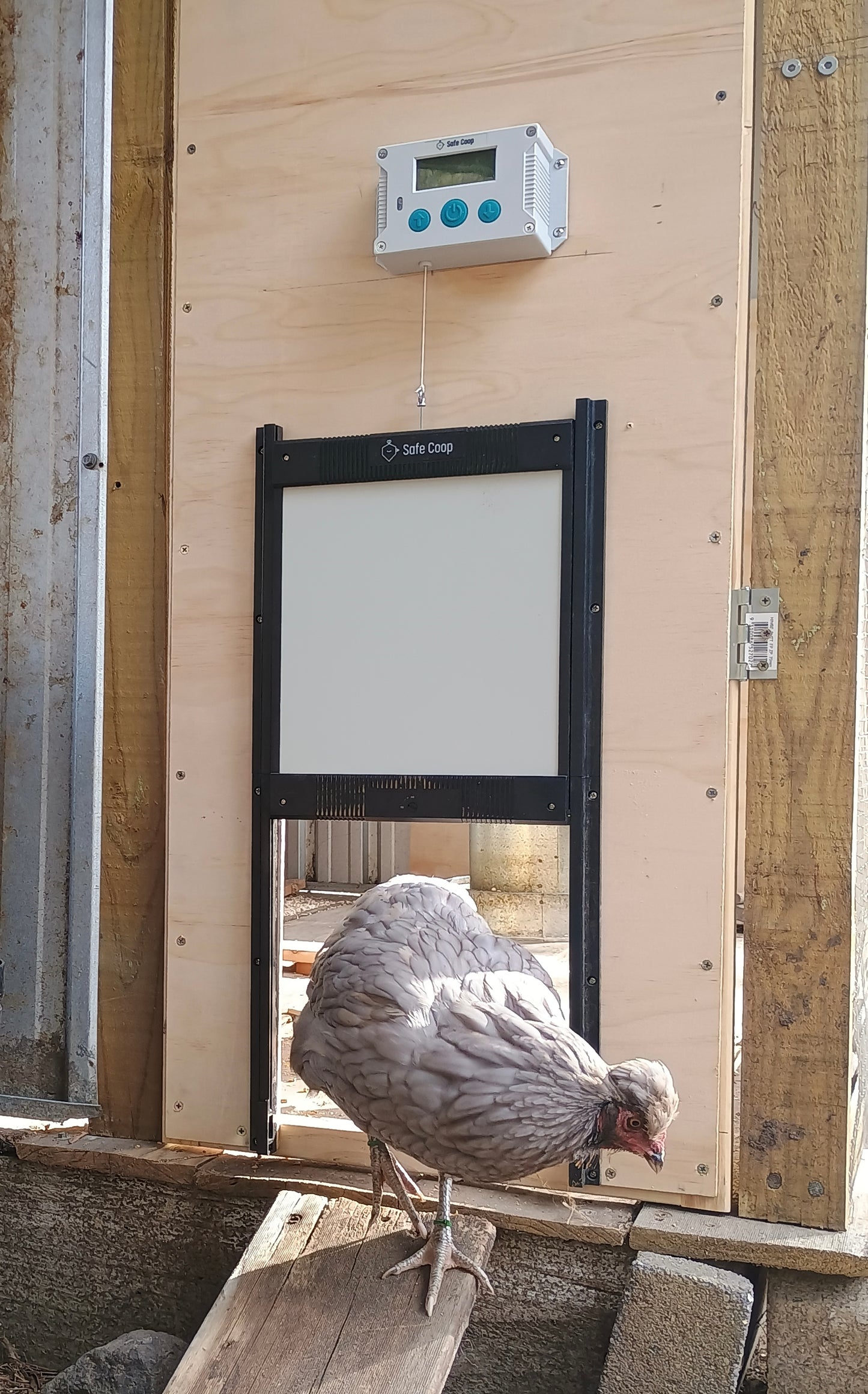 Safe Coop® automatic chicken door