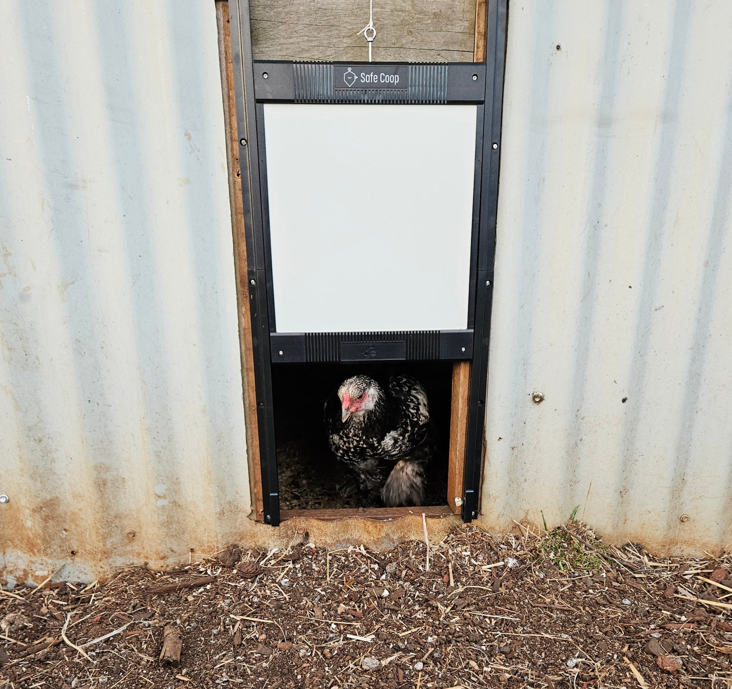 Safe Coop® automatic chicken door